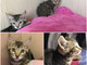 Arma di Taggia: le gattine Mia e Lia cercano una nuova famiglia