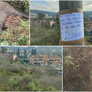Caramagna, mamma cinghiala e cuccioli 'fuggono' dalla vigilanza regionale ma gli animalisti rimangono in allerta