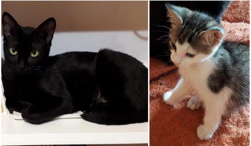 Imperia: una gattina nera e il suo piccolo cercano una nuova famiglia Imperia: una gattina nera e il suo piccolo cercano una nuova famiglia