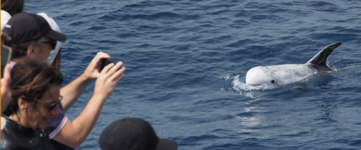 Nuove sentinelle nel Santuario Pelagos, i bambini imparano a conoscere i cetacei (foto) Nuove sentinelle nel Santuario Pelagos, i bambini imparano a conoscere i cetacei (foto)