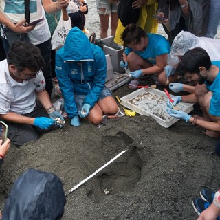 Tartarughe Caretta caretta, cresce l'attesa per il nido di Imperia Tartarughe Caretta caretta, cresce l'attesa per il nido di Imperia