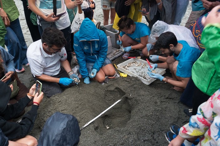 Tartarughe Caretta caretta, cresce l'attesa per il nido di Imperia