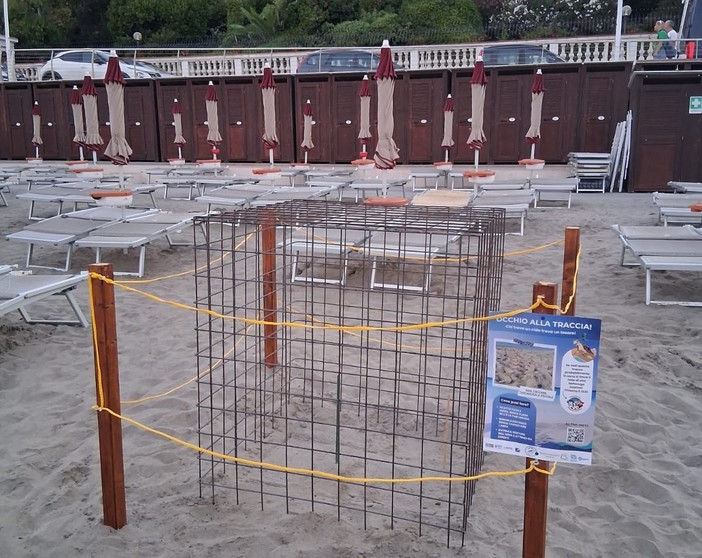 Imperia attende la schiusa delle uova di tartaruga Caretta caretta Imperia attende la schiusa delle uova di tartaruga Caretta caretta