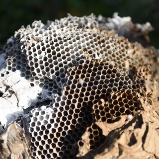 Imperia: serie di interventi dei Vigili del Fuoco questa mattina per bonificare alcuni nidi di vespe