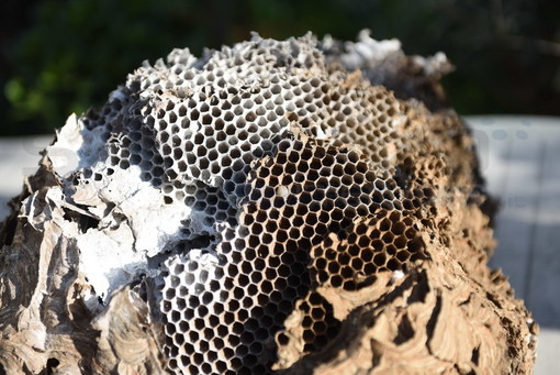 Imperia: serie di interventi dei Vigili del Fuoco questa mattina per bonificare alcuni nidi di vespe