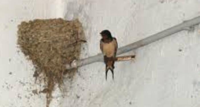 “Non toccate le rondini!”, a Imperia i residenti si mobilitano per salvare i nidi sul lungomare Vespucci