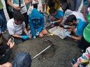 Tartarughe Caretta caretta, cresce l'attesa per il nido di Imperia Tartarughe Caretta caretta, cresce l'attesa per il nido di Imperia