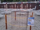 Imperia attende la schiusa delle uova di tartaruga Caretta caretta