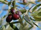 Agricoltura, Vice Presidente Piana: “Proposto il riconoscimento IGP delle olive taggiasche liguri”