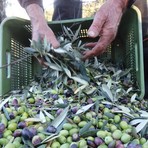 Olio, stagione 2026 appesa alla pioggia: olive abbondanti, ma la qualità è a rischio