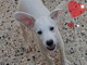 Sanremo: il cucciolo Oliver salvato dalla strada adesso cerca una nuova casa
