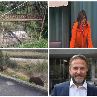 Gabbie anti cinghiali in arrivo a Imperia, l’assessore Gandolfo: “Gli esemplari catturati trasferiti in aree apposite”