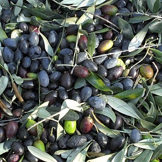 Imperia: l’ex Comitato replica a Coldiretti e Cia Associazione per la Taggiasca "Pronti al dialogo con tutti ma la cultivar non si tocca" Imperia: l’ex Comitato replica a Coldiretti e Cia Associazione per la Taggiasca "Pronti al dialogo con tutti ma la cultivar non si tocca"