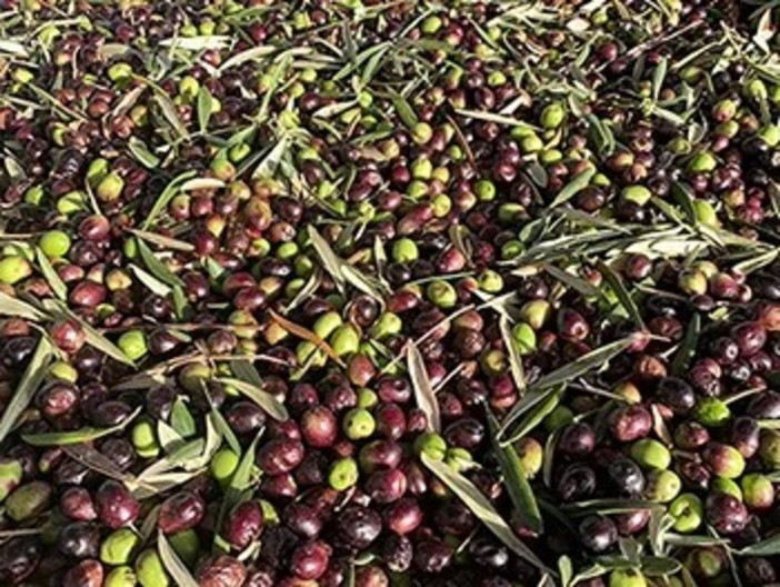 ACCADDE OGGI, 30 GENNAIO 1982. Rivoluzionaria proposta della Cisl: “Premi in denaro ad aziende e agricoltori ponentini per incrementare la produzione olivicola sul territorio” ACCADDE OGGI, 30 GENNAIO 1982. Rivoluzionaria proposta della Cisl: “Premi in denaro ad aziende e agricoltori ponentini per incrementare la produzione olivicola sul territorio”