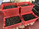 Olive Taggiasche ufficialmente IGP: una conquista storica per l’agricoltura del Ponente Olive Taggiasche ufficialmente IGP: una conquista storica per l’agricoltura del Ponente
