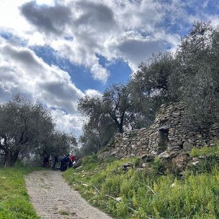 Nuova sperimentazione a Lucinasco per studiare i patogeni e parassiti degli ulivi