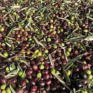 ACCADDE OGGI, 30 GENNAIO 1982. Rivoluzionaria proposta della Cisl: “Premi in denaro ad aziende e agricoltori ponentini per incrementare la produzione olivicola sul territorio” ACCADDE OGGI, 30 GENNAIO 1982. Rivoluzionaria proposta della Cisl: “Premi in denaro ad aziende e agricoltori ponentini per incrementare la produzione olivicola sul territorio”