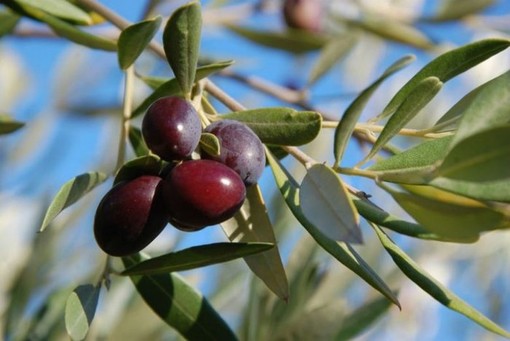 Produzione olivicola in provincia: annata 2019 con meno quantità, ma la qualità sarà sempre eccelsa