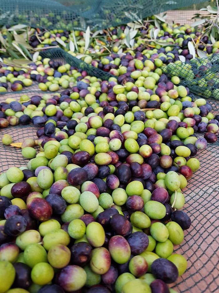 Imperia: incontro di Confartigianato per il progetto Innovazione Valorizzazione delle acque di vegetazione Imperia: incontro di Confartigianato per il progetto Innovazione Valorizzazione delle acque di vegetazione