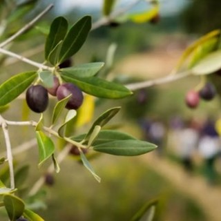 “L’oliveto dei bambini", a Chiusanico il progetto per i più piccoli dedicato all'olio