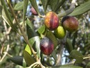L’identità ligure si fa marchio, arriva l'IGP per l’Oliva Taggiasca