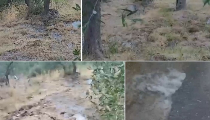 Imperia, acquedotto rotto da oltre dieci giorni: l’acqua invade le “fasce” e la strada rischia di cedere Imperia, acquedotto rotto da oltre dieci giorni: l’acqua invade le “fasce” e la strada rischia di cedere