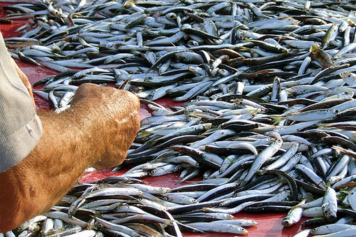 Allarme della Coldiretti per l’importazione di pesce straniero Allarme della Coldiretti per l’importazione di pesce straniero