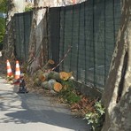 Piani, a rischio il viale dei platani: il Pd chiede chiarimenti sugli interventi di potatura