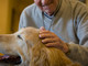 Giornata internazionale diritti animali: Regione Liguria promuove l’adozione consapevole e la Pet Therapy