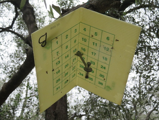 Il progetto 'Olig+' in provincia di Imperia: strategie difensive contro la mosca dell'olivo