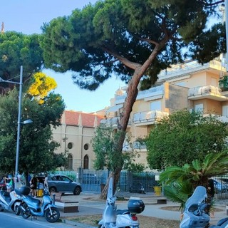 Imperia, sicurezza in via Scarincio: verrà rimosso un pino instabile