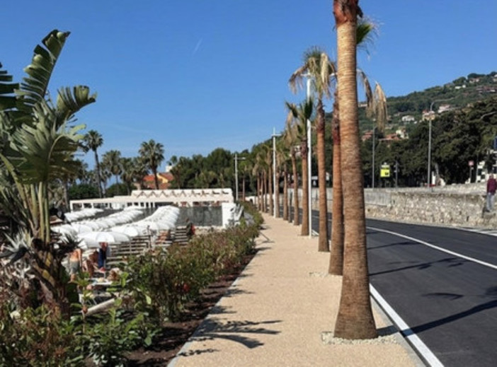 Verde urbano, Rifondazione: "Basta palme, Imperia ha bisogno di grandi alberi contro il caldo" Verde urbano, Rifondazione: "Basta palme, Imperia ha bisogno di grandi alberi contro il caldo"