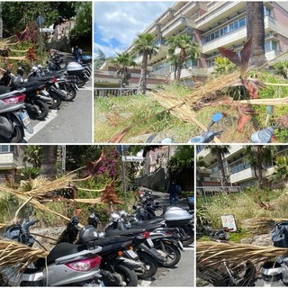 Imperia, vento stacca rami e pezzi di palma davanti al 'Ruffini'