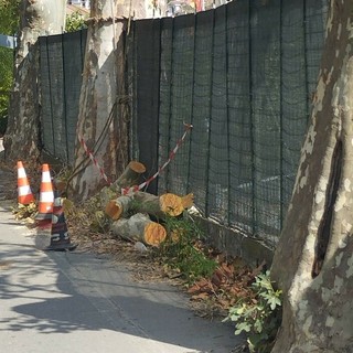 Piani, a rischio il viale dei platani: il Pd chiede chiarimenti sugli interventi di potatura Piani, a rischio il viale dei platani: il Pd chiede chiarimenti sugli interventi di potatura