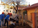 Piantumati due nuovi tigli a Torrazza in sostituzione di quelli abbattuti Piantumati due nuovi tigli a Torrazza in sostituzione di quelli abbattuti