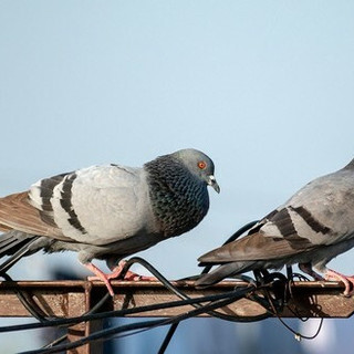 Imperia, piano triennale contro la proliferazione dei piccioni: al via il “controllo delle nascite”