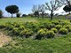 Imperia Rinasce: "Parco urbano paradiso del birdwatching, opportunità da valorizzare" Imperia Rinasce: "Parco urbano paradiso del birdwatching, opportunità da valorizzare"