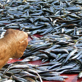 Allarme della Coldiretti per l’importazione di pesce straniero