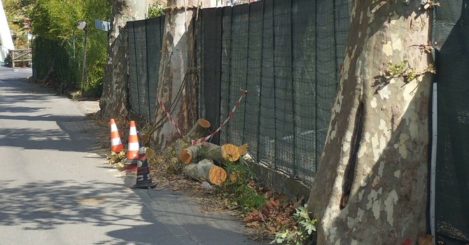 Piani, a rischio il viale dei platani: il Pd chiede chiarimenti sugli interventi di potatura Piani, a rischio il viale dei platani: il Pd chiede chiarimenti sugli interventi di potatura