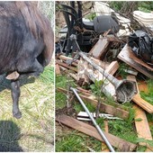 Pony abbandonato nel greto del Prino a Dolcedo, salvato dai volontari della Gadit