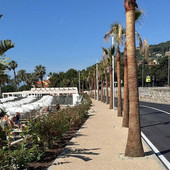 Verde urbano, Rifondazione: "Basta palme, Imperia ha bisogno di grandi alberi contro il caldo"
