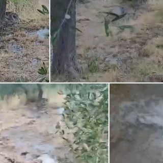 Imperia, acquedotto rotto da oltre dieci giorni: l’acqua invade le “fasce” e la strada rischia di cedere