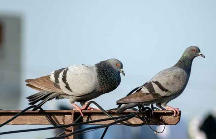 Imperia, piano triennale contro la proliferazione dei piccioni: al via il “controllo delle nascite”