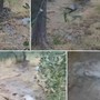 Imperia, acquedotto rotto da oltre dieci giorni: l’acqua invade le “fasce” e la strada rischia di cedere Imperia, acquedotto rotto da oltre dieci giorni: l’acqua invade le “fasce” e la strada rischia di cedere