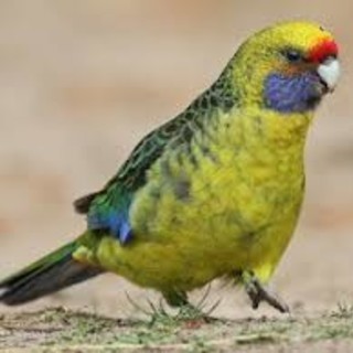 Foto tratta da birdsoftheworld.org