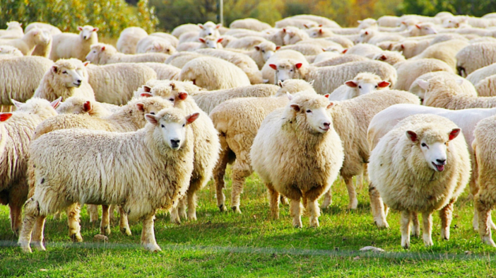 A Imperia e Ventimiglia segnalati due focolai di “Blue tongue”