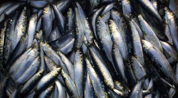 Pesce d'aprile, il Parco Marino Offshore della Riviera dei Fiori non esiste