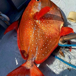Pescato a Imperia uno straordinario esemplare di Pesce Re: un incontro rarissimo nelle acque del Mar Ligure