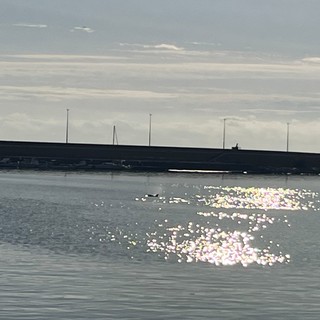 Plinio, il tursiope indigeno che ha trovato casa a Imperia