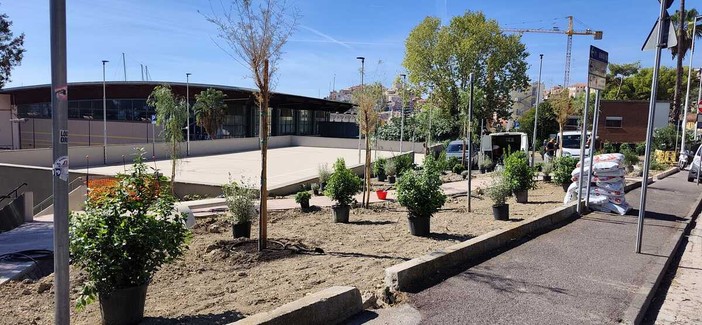 Bosco urbano sul lungomare Vespucci, Scajola: "In arrivo il nuovo parcheggio" Bosco urbano sul lungomare Vespucci, Scajola: "In arrivo il nuovo parcheggio"